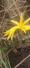 Cyrtanthus breviflorus