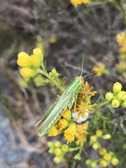 Hesperotettix viridis