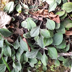 Antennaria plantaginifolia