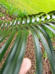 Lepidozamia