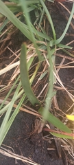 Cyrtanthus breviflorus