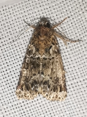 Callopistria latreillei