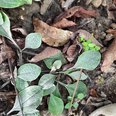 Antennaria plantaginifolia
