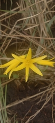 Cyrtanthus breviflorus