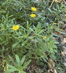 Pulicaria paludosa