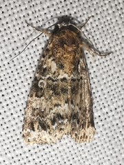 Callopistria latreillei