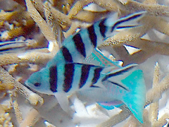 Abudefduf sexfasciatus
