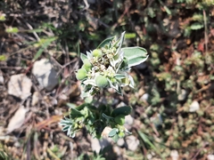 Weißrand-Wolfsmilch (Euphorbia marginata): Herkunft und Verwendung — Foto 3