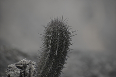 Haageocereus acranthus