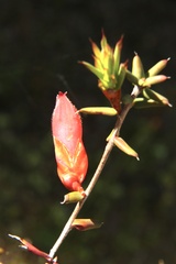 Stenanthera conostephioides