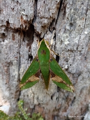 Xylophanes chiron