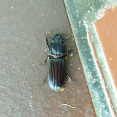Passalini