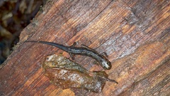Desmognathus imitator