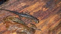 Desmognathus imitator