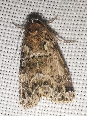 Callopistria latreillei