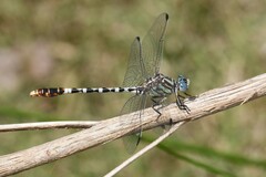 Erpetogomphus lampropeltis