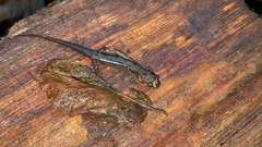 Desmognathus imitator