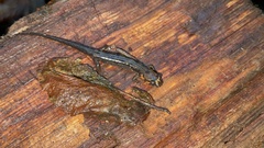 Desmognathus imitator