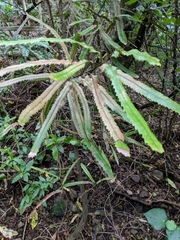 Knightia excelsa