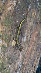 Desmognathus ocoee