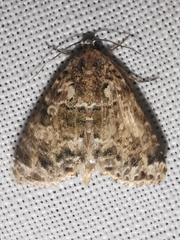 Callopistria latreillei