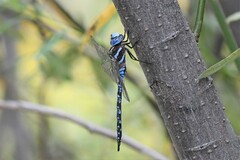Rhionaeschna dugesi