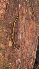 Desmognathus ocoee