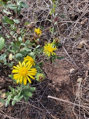 Grindelia hirsutula