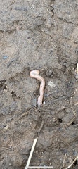 Lumbricus