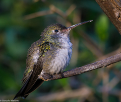 Elliotomyia chionogaster