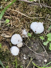 Lycoperdon curtisii