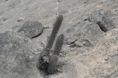 Loxanthocereus acanthurus