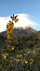 Berberis microphylla