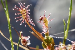 Drosera