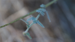Hoffmannseggia microphylla
