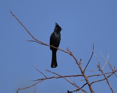 Phainopepla nitens