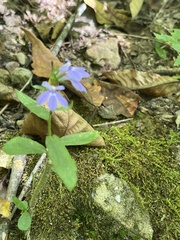 Lobelia nuttallii