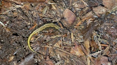 Desmognathus ocoee