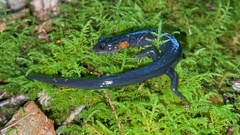 Plethodon jordani