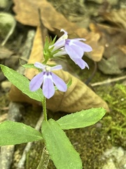 Lobelia nuttallii
