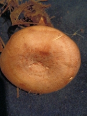 Lactarius peckii