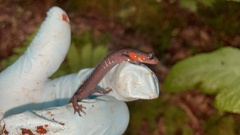 Plethodon jordani