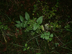 Pimpinella major