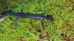 Plethodon jordani