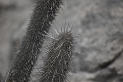 Loxanthocereus acanthurus