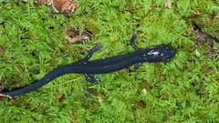 Plethodon jordani