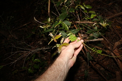 Derris involuta