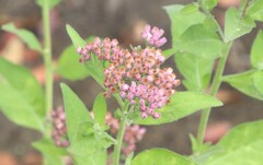 Pluchea odorata odorata