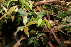 Derris involuta