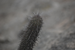 Loxanthocereus acanthurus